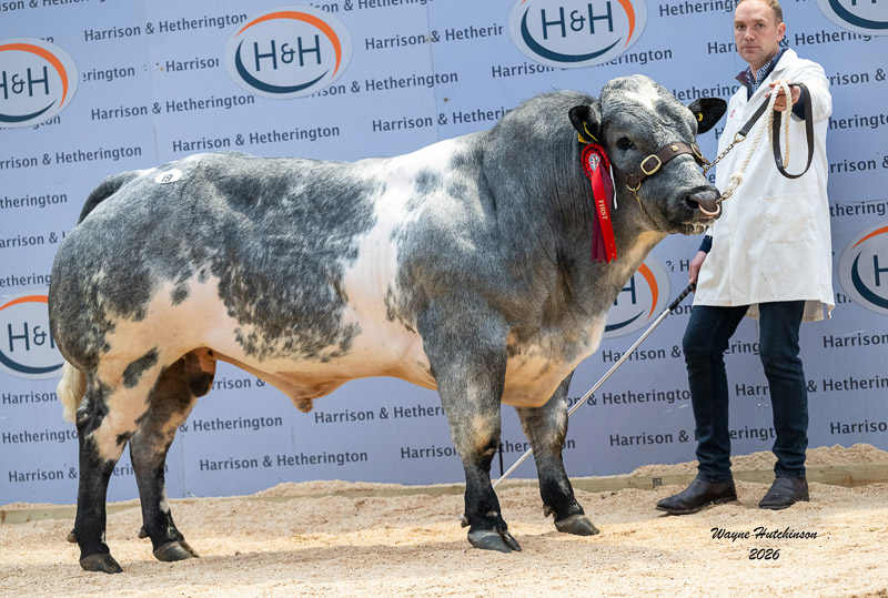 Springhill Ulster Man 17,000gns